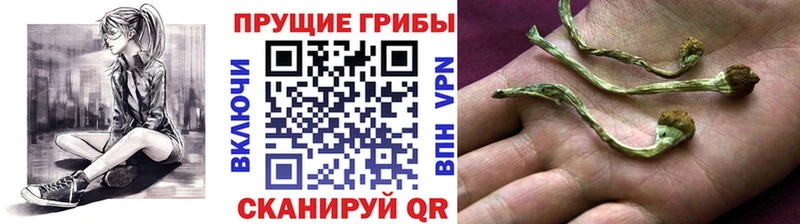 KRAKEN зеркало  Чулым  Псилоцибиновые грибы GOLDEN TEACHER 